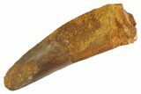 Fossil Spinosaurus Tooth - Feeding Worn Tip #347192-1